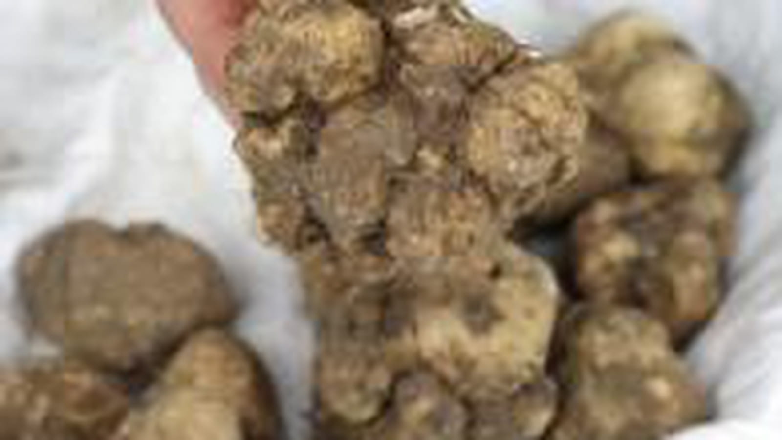 La truffe blanche