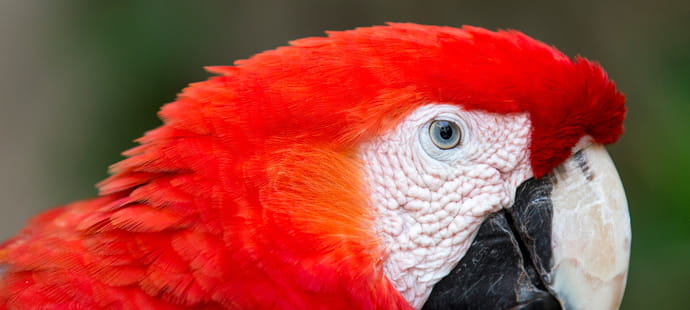 Guacamaya, les cyber gu&eacute;rilleros