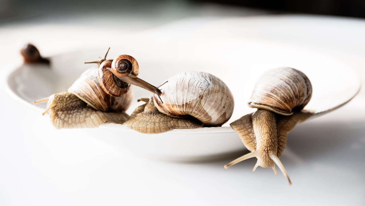 Ce que personne ne vous dit sur l'origine et la préparation des escargots de Bourgogne