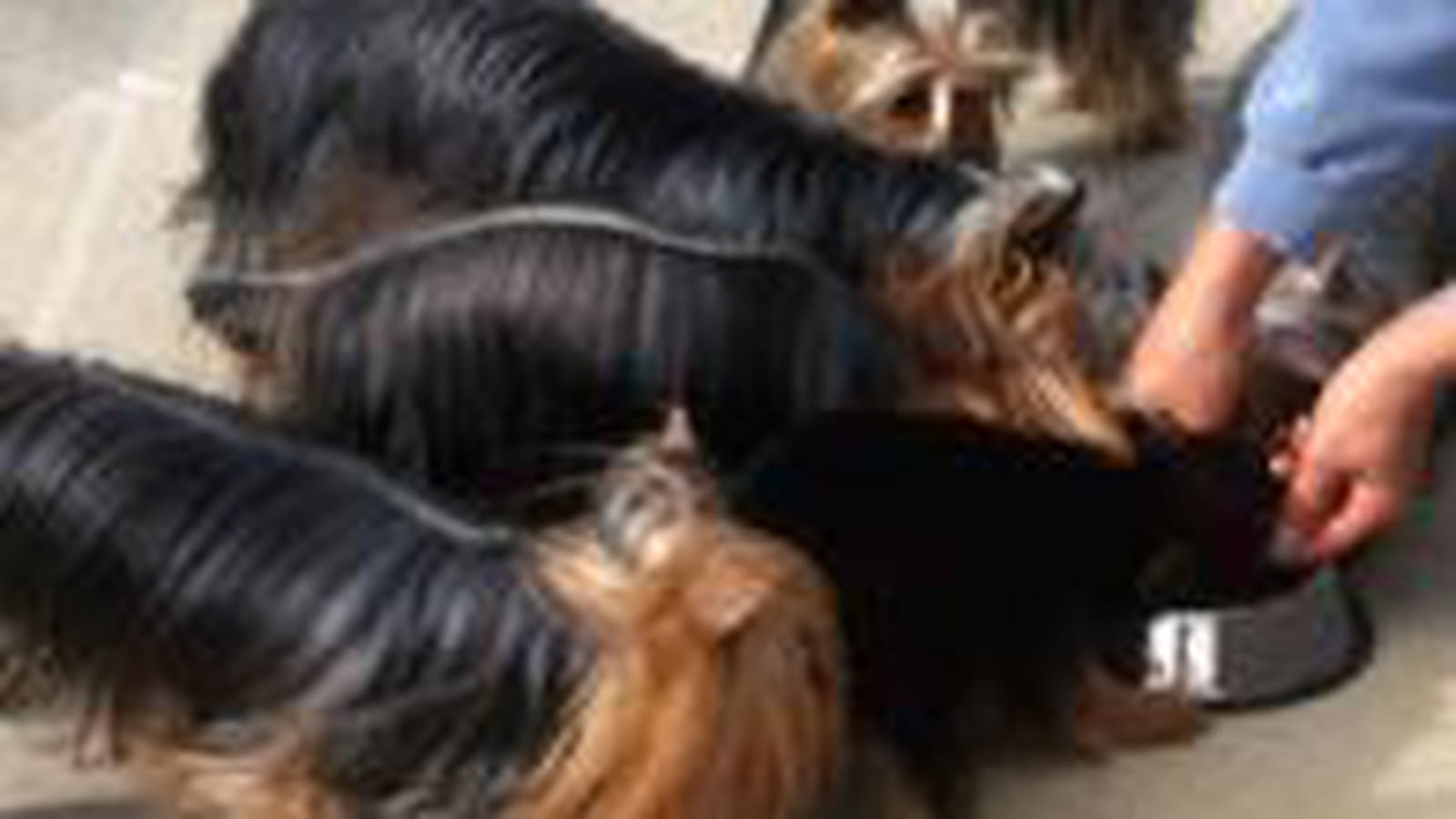 Aliments pour animaux