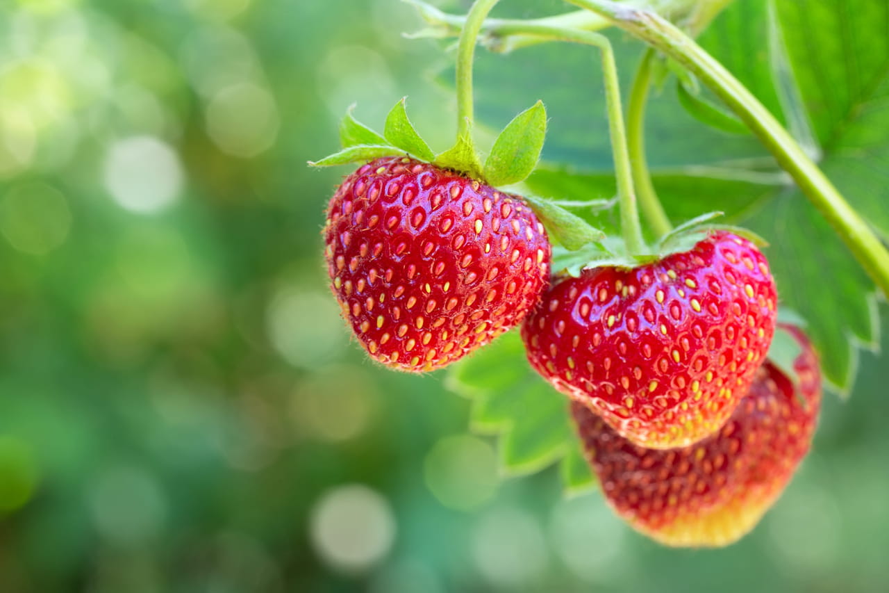 Finie la Gariguette, place à la Floriguette : cette nouvelle fraise française est plus rouge, plus sucrée et moins chère