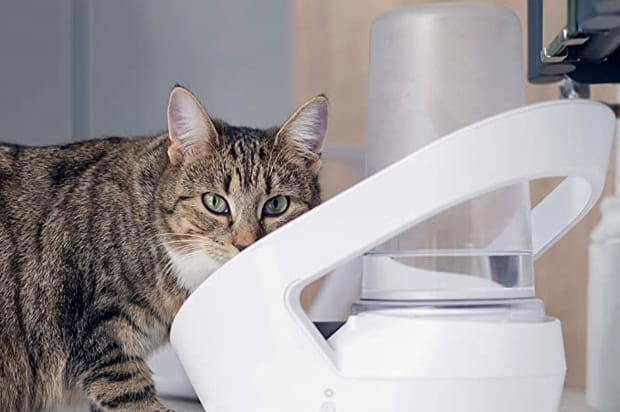 La fontaine à eau, indicateur clé de santé pour Felaqua