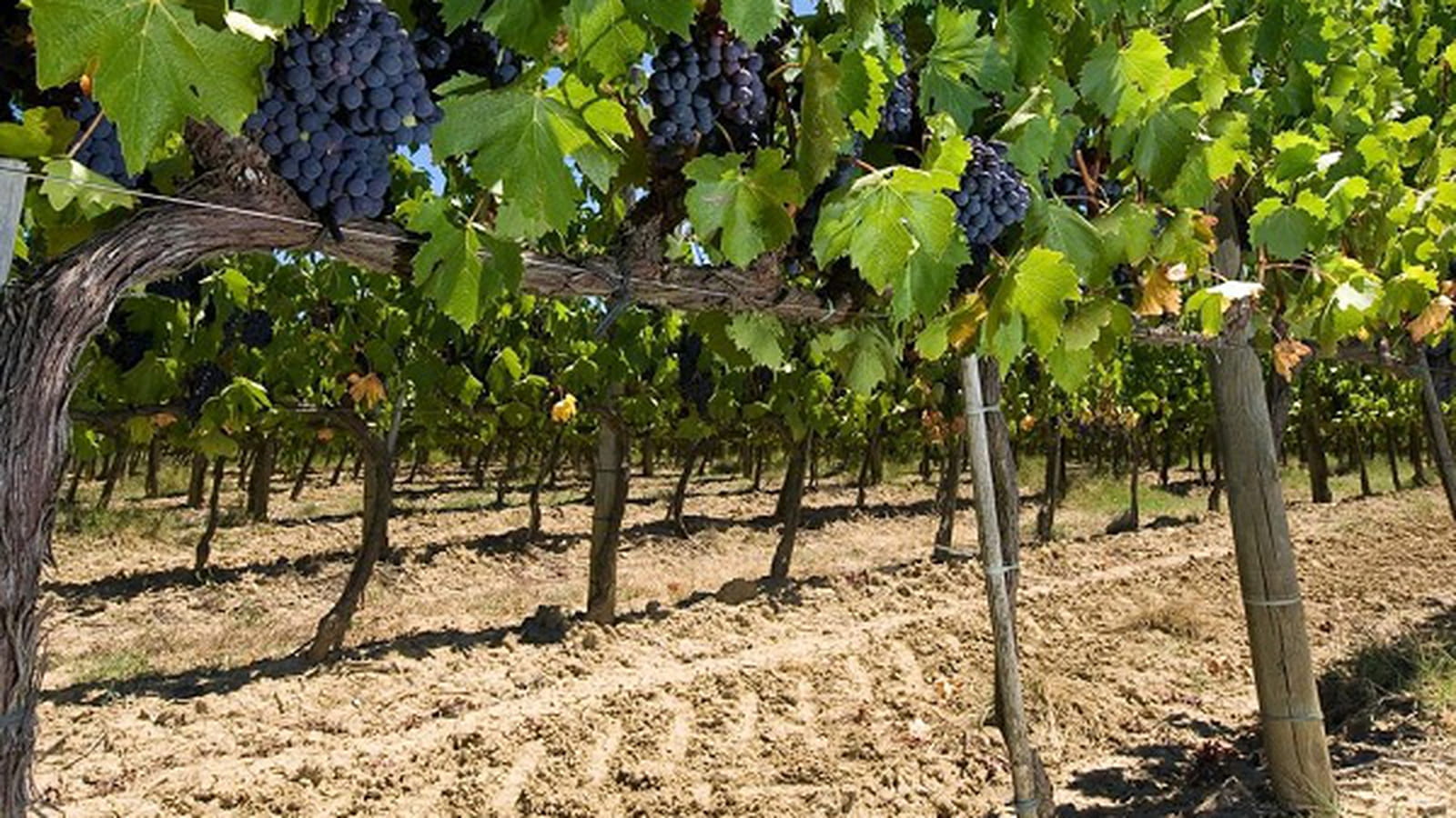 Vignes