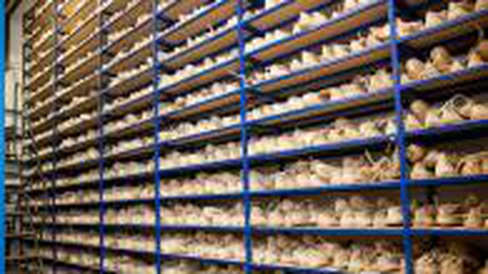 3000 formes conservées sur place