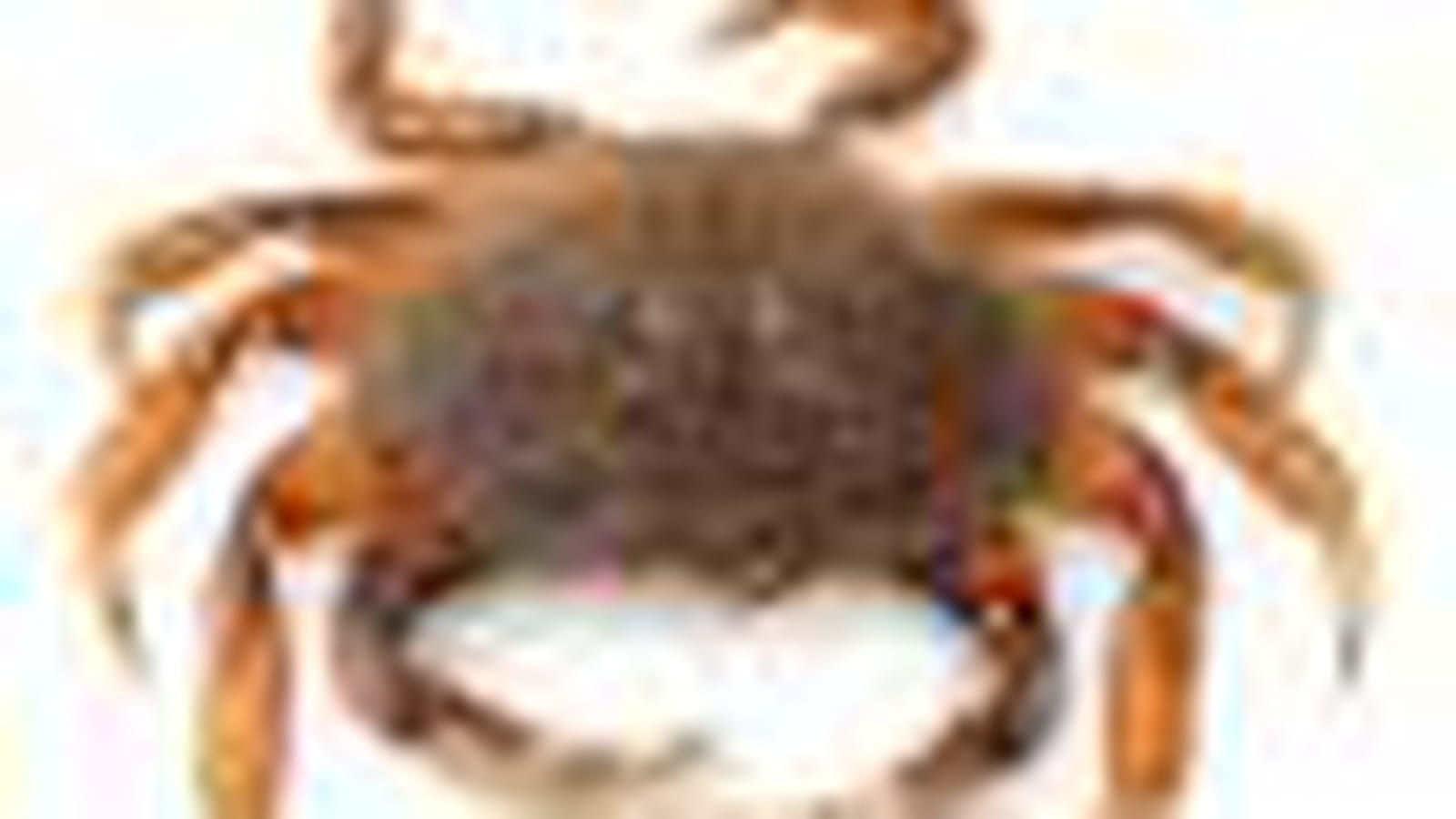 A base de crabe