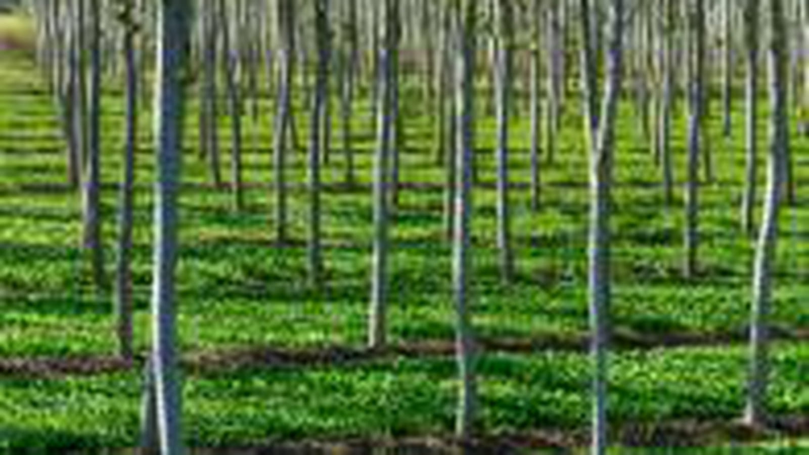 Arbres à papier
