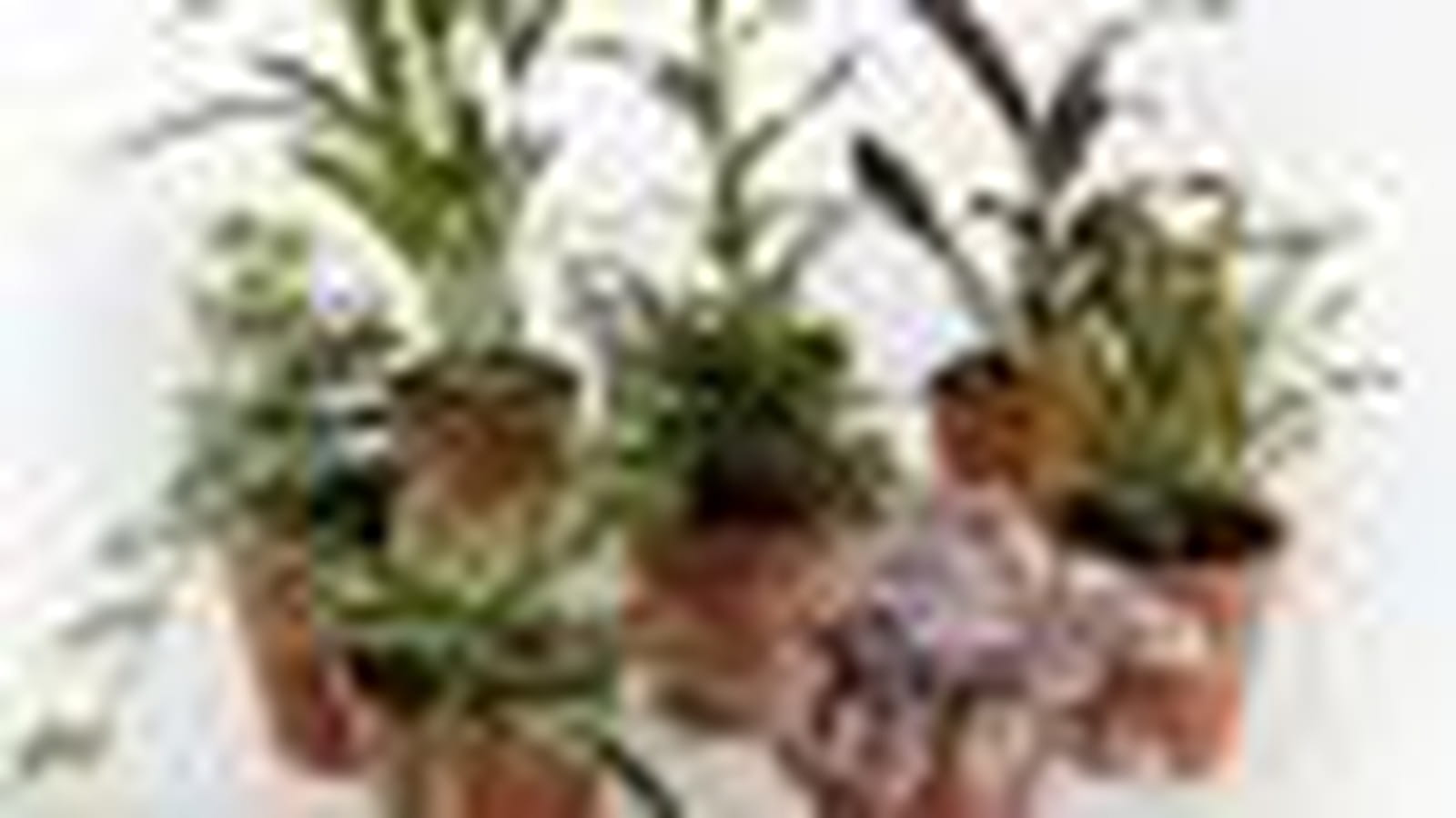 Plantes dépolluantes