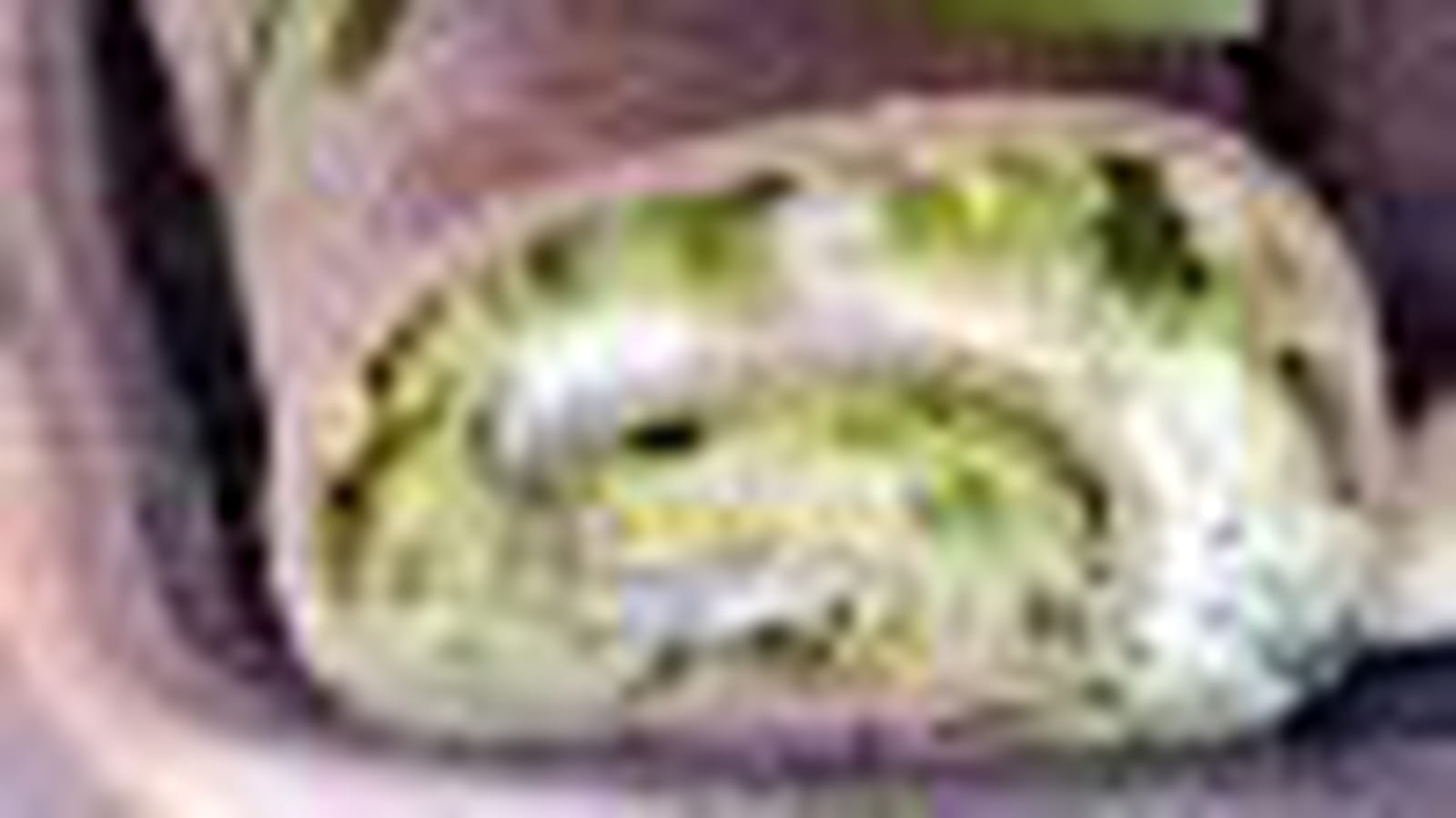 Sandwich galette