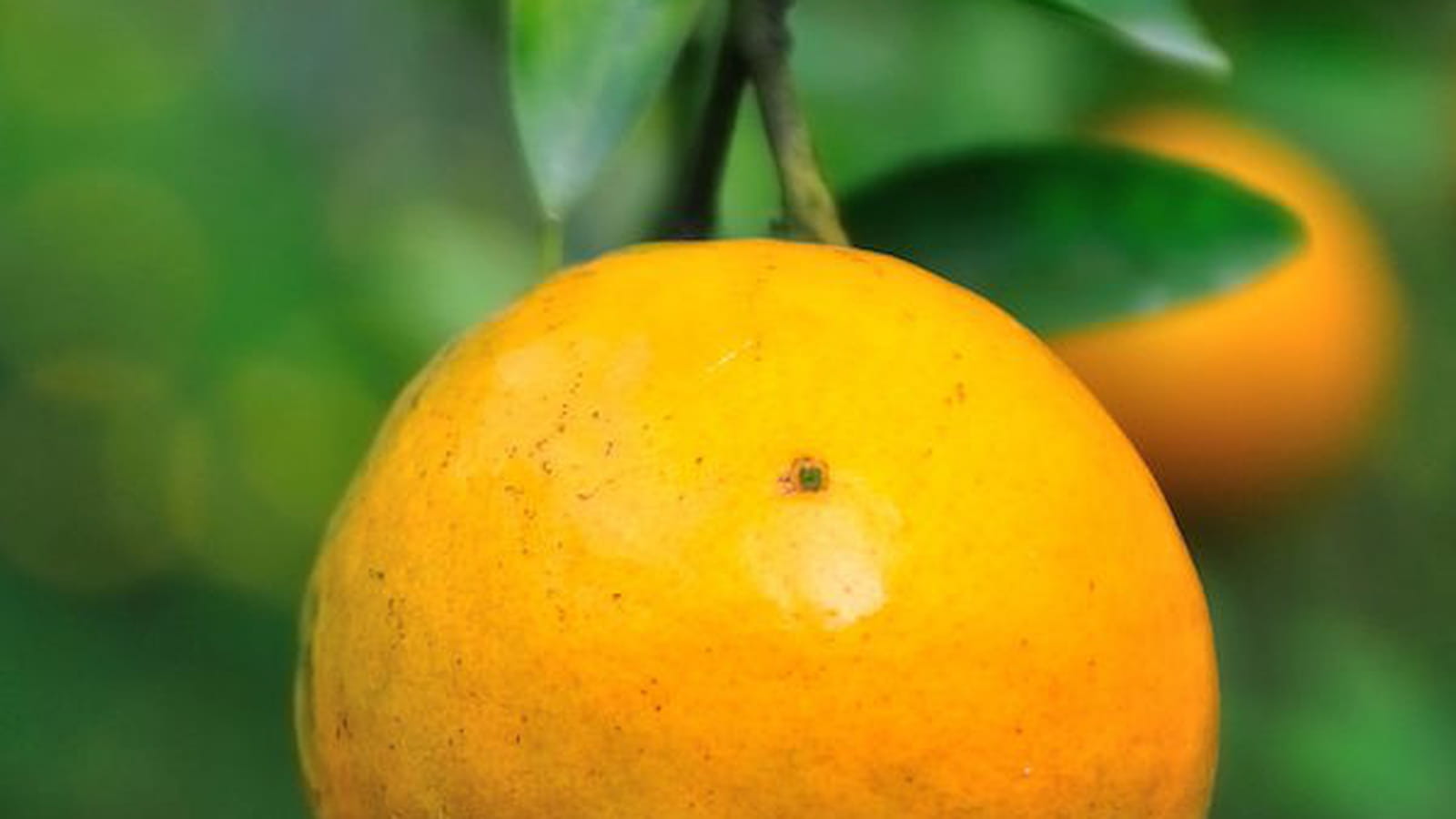 Couleur des oranges