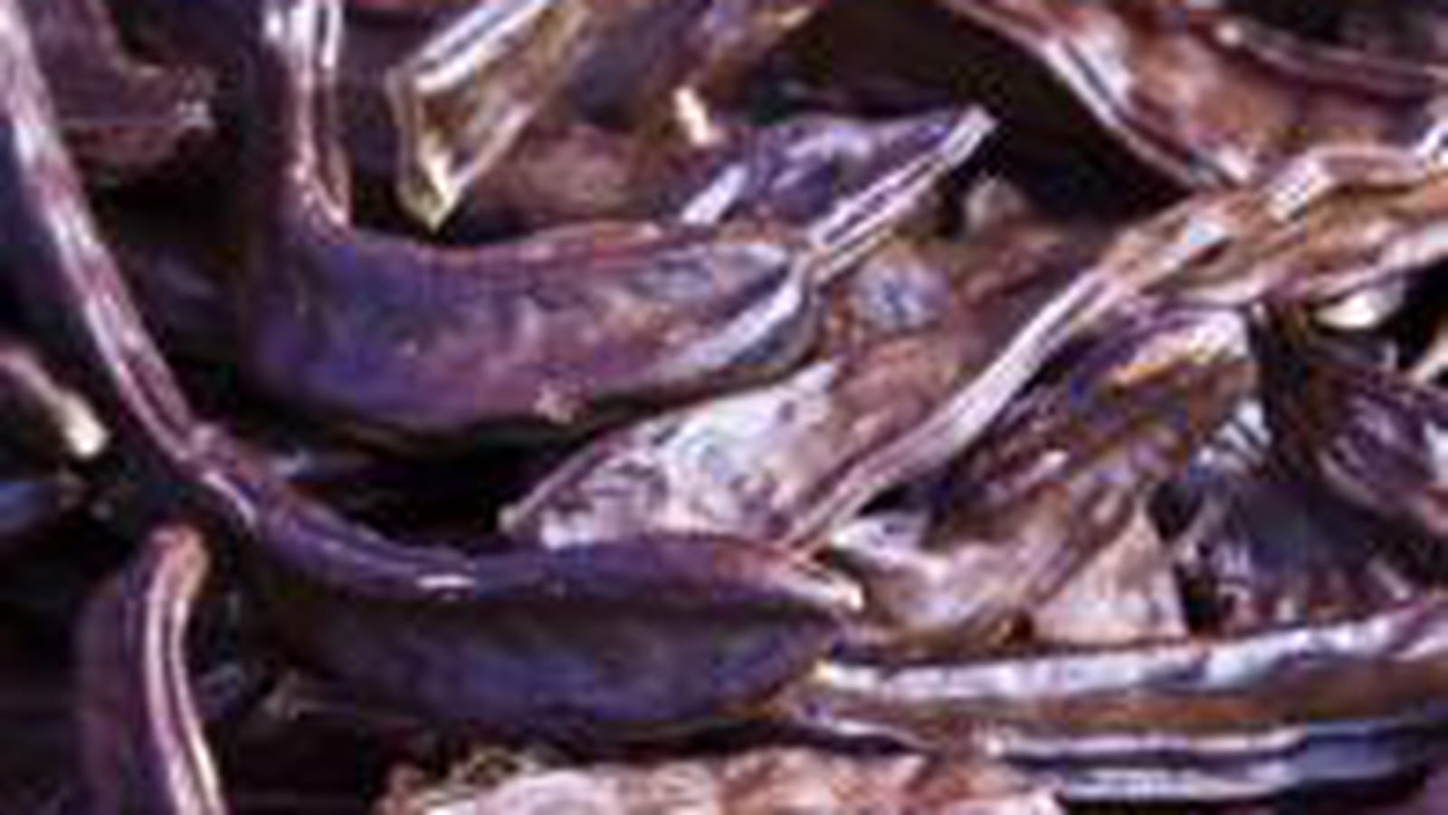 Cacao