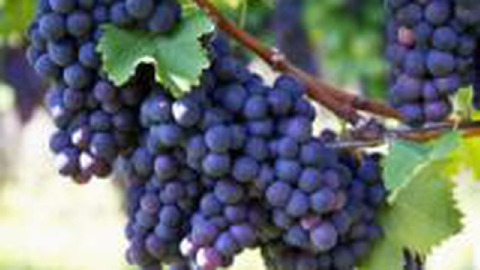 Viticulture