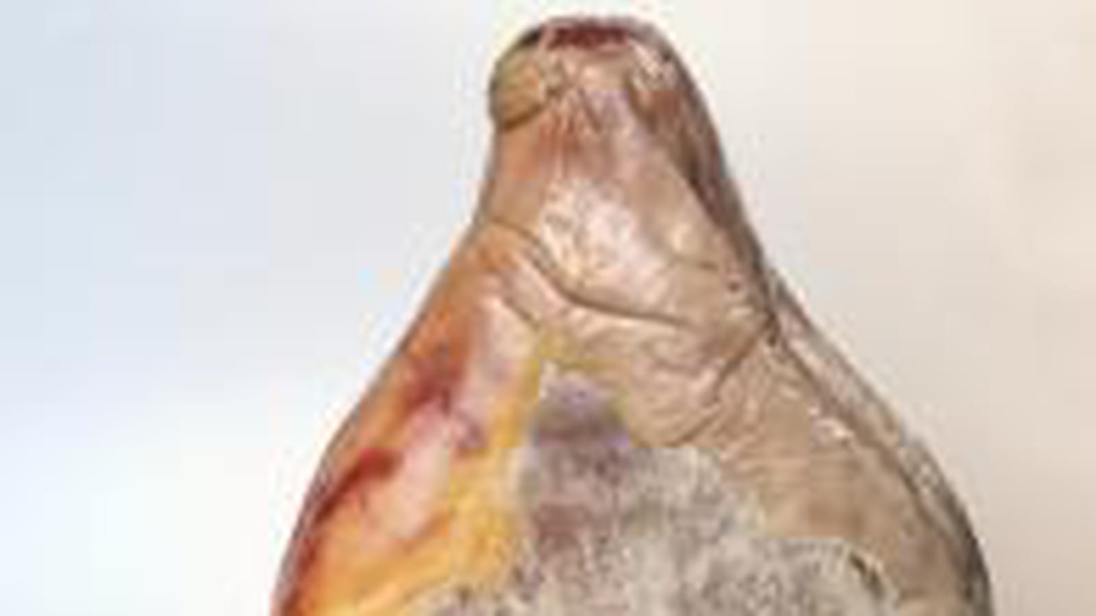 Jambon