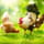 Poulailler Delepine