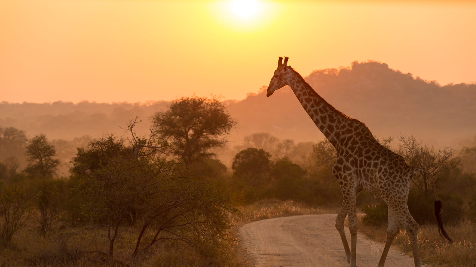 Parc national Kruger, Afrique du Sud