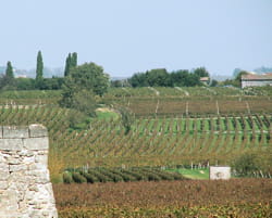 plusieurs vignobles de saint-emilion.