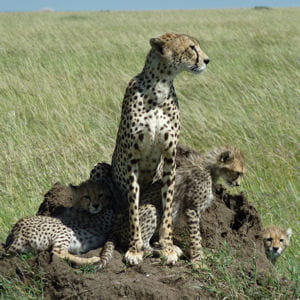 léopards dans le parc masaï mara, au kenya.