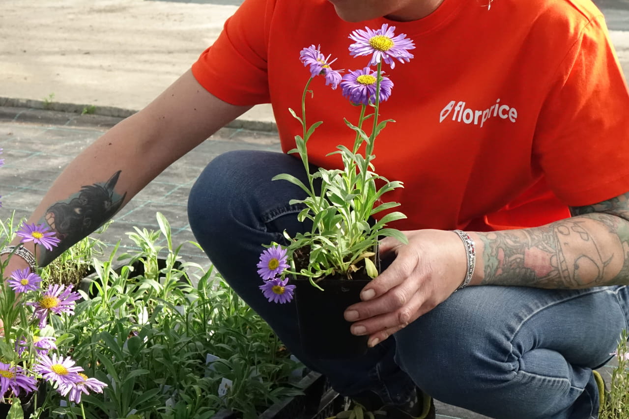 Des fleurs à 11 centimes, de la lavande à 1 euro, des érables à 3 euros : une jardinerie discount arrive en France