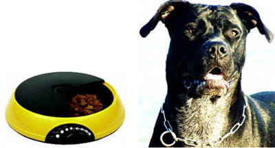 un bol high-tech pour réguler les repas de son animal