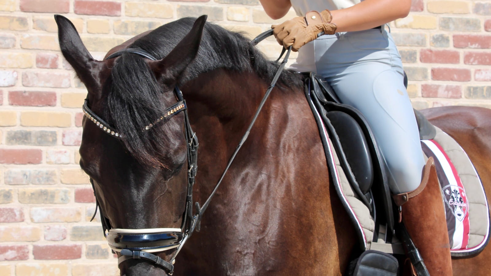 L'équitation