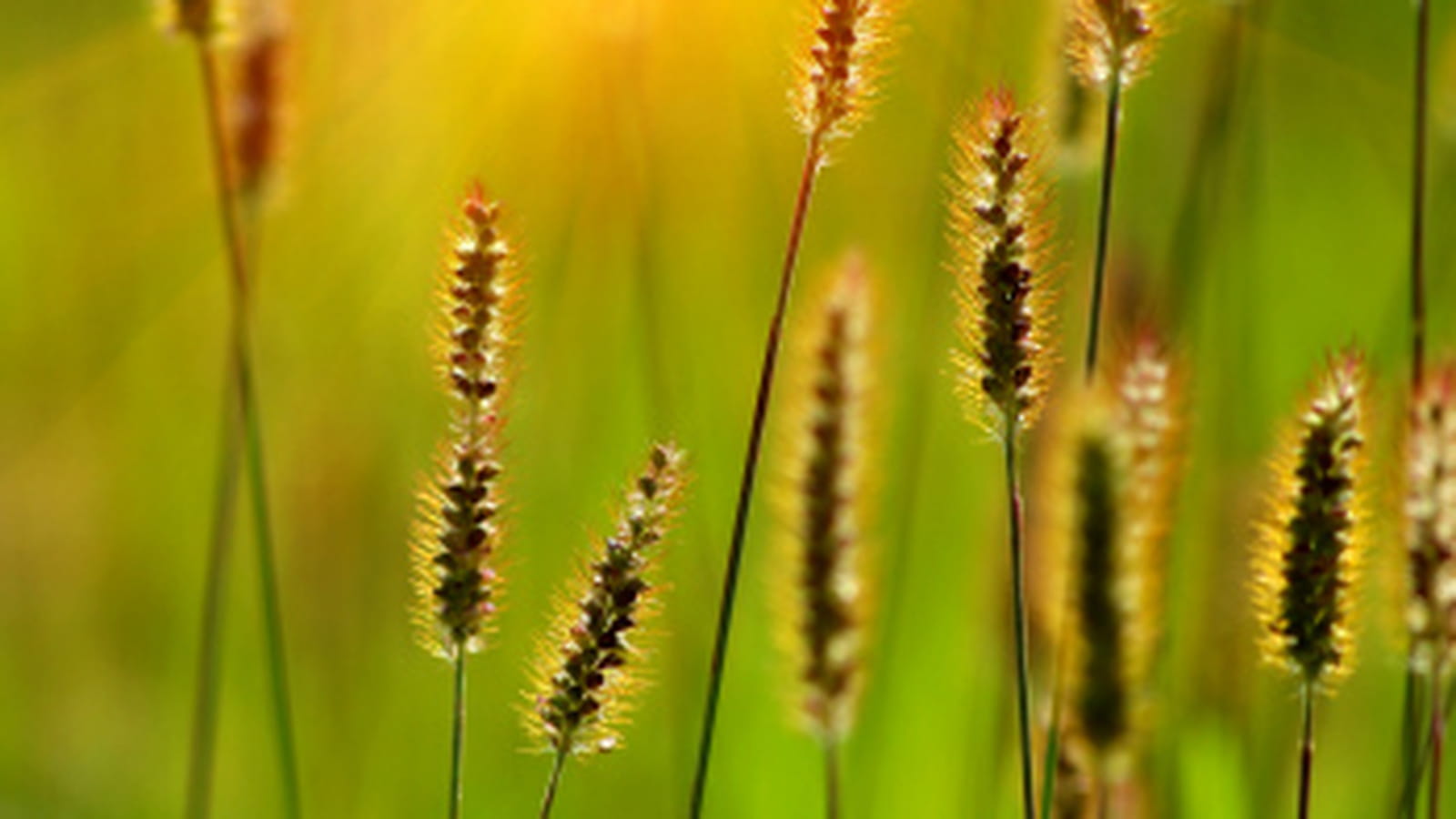 Plantes éternelles