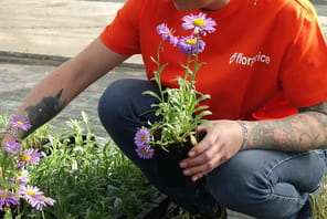 Des fleurs &agrave; 11&nbsp;centimes, de la lavande &agrave; 1&nbsp;euro, des &eacute;rables &agrave; 3&nbsp;euros&nbsp;: une jardinerie discount arrive en France