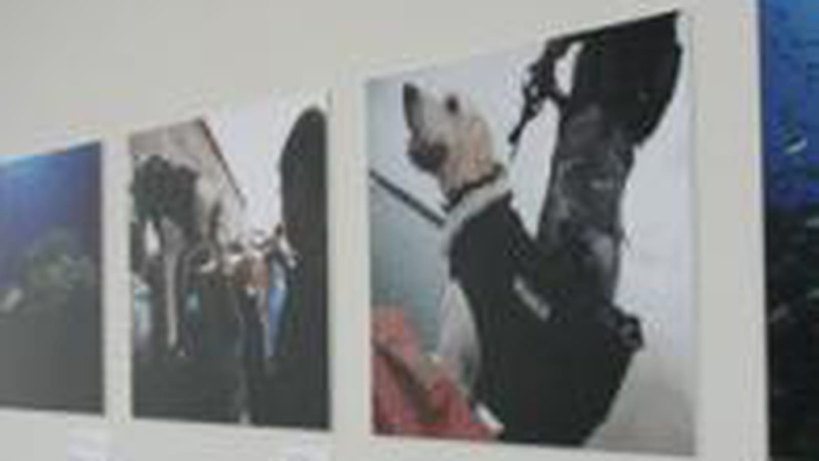 Les chiens sont les bienvenus !
