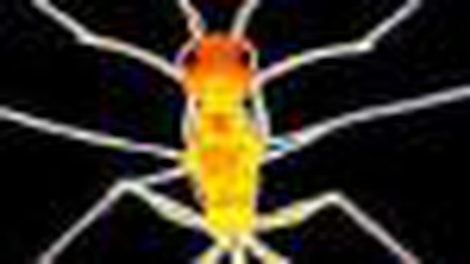 Insecte