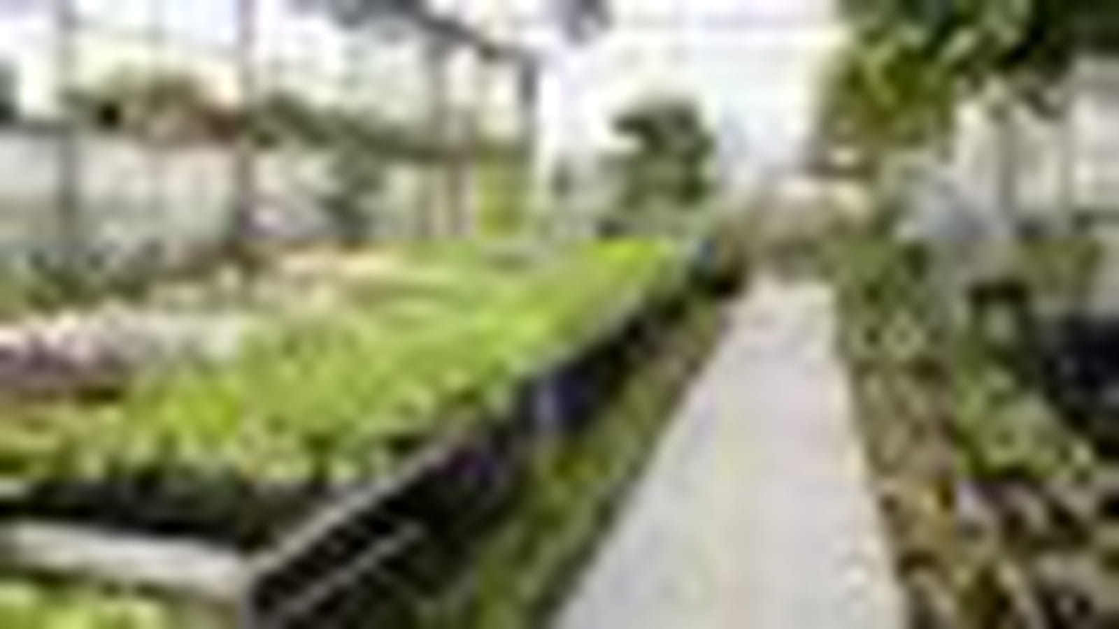 Horticulteur