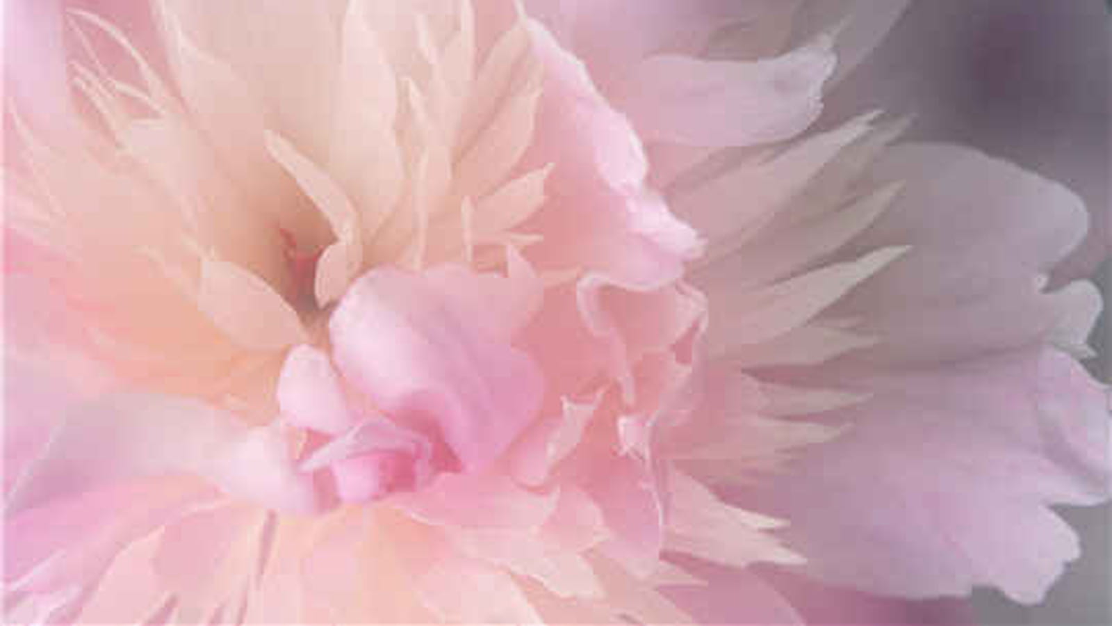Peony