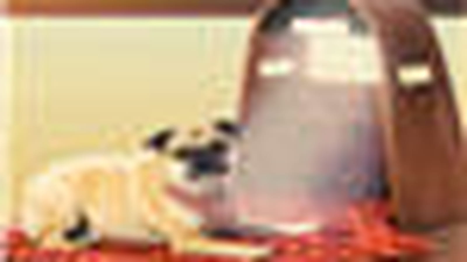 Le spa canin