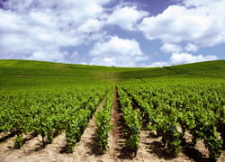 les vignerons veulent se débarasser à tout prix de leurs stocks.