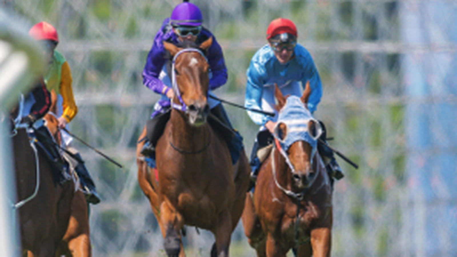 Chevaux de course