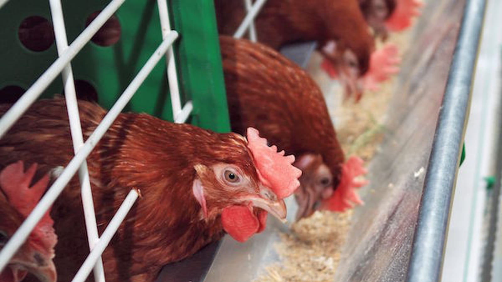 Poules pondeuses