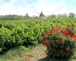 des vignes du lubéron, à ansouis.