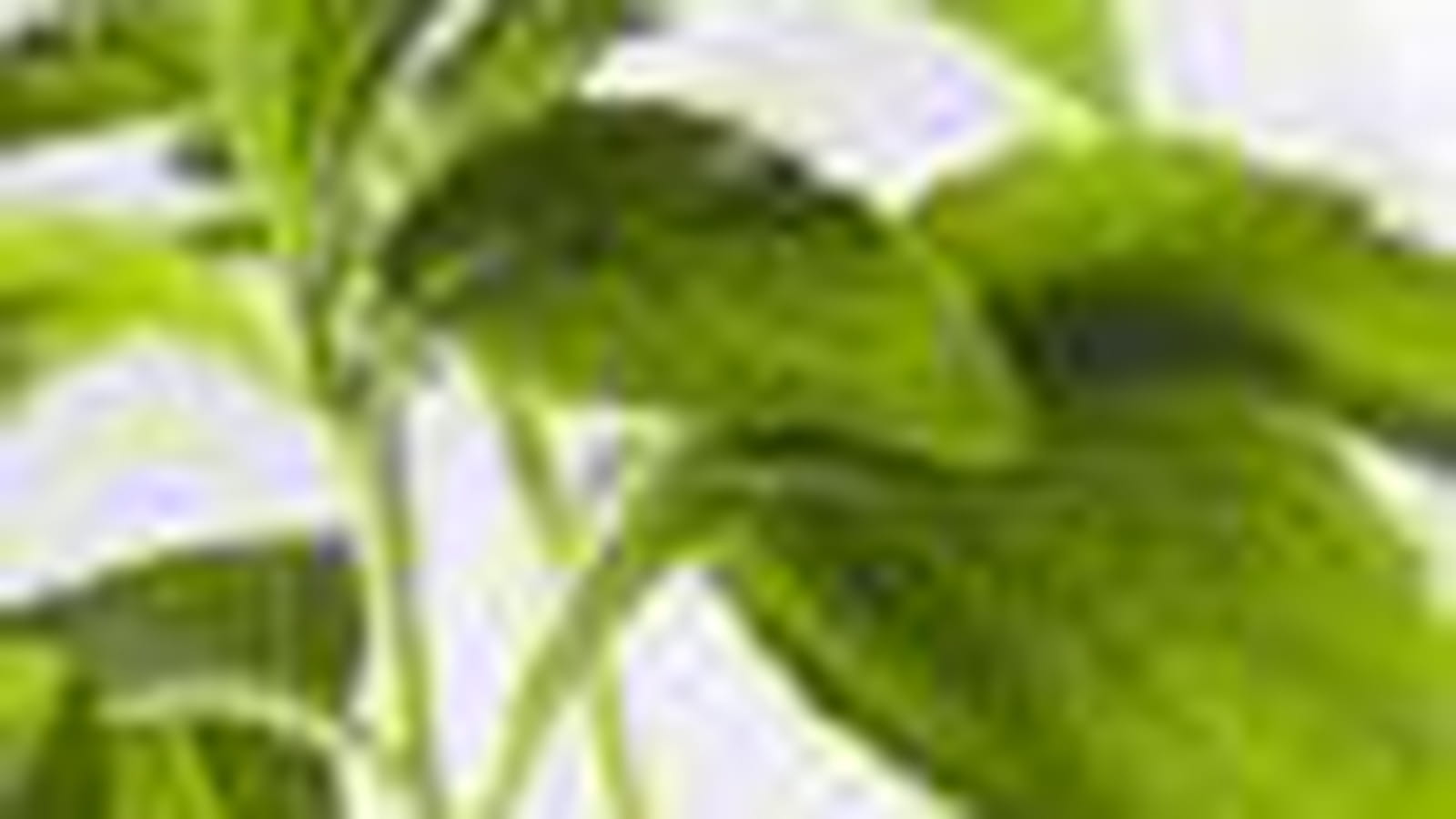 Stevia