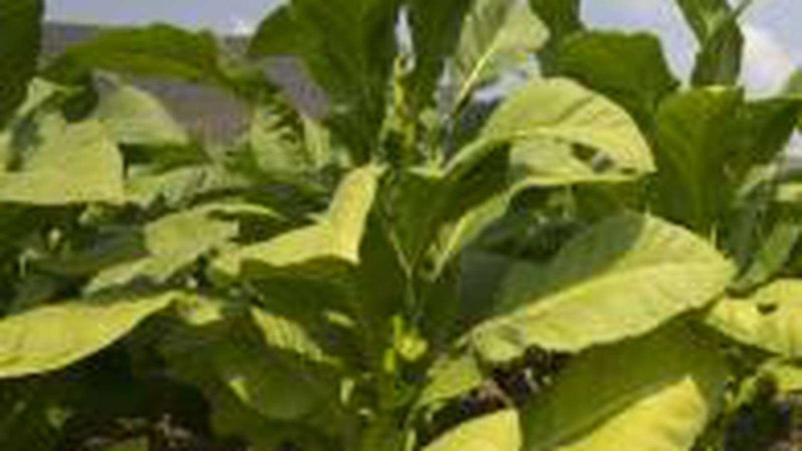 Tabac pour biocarburant