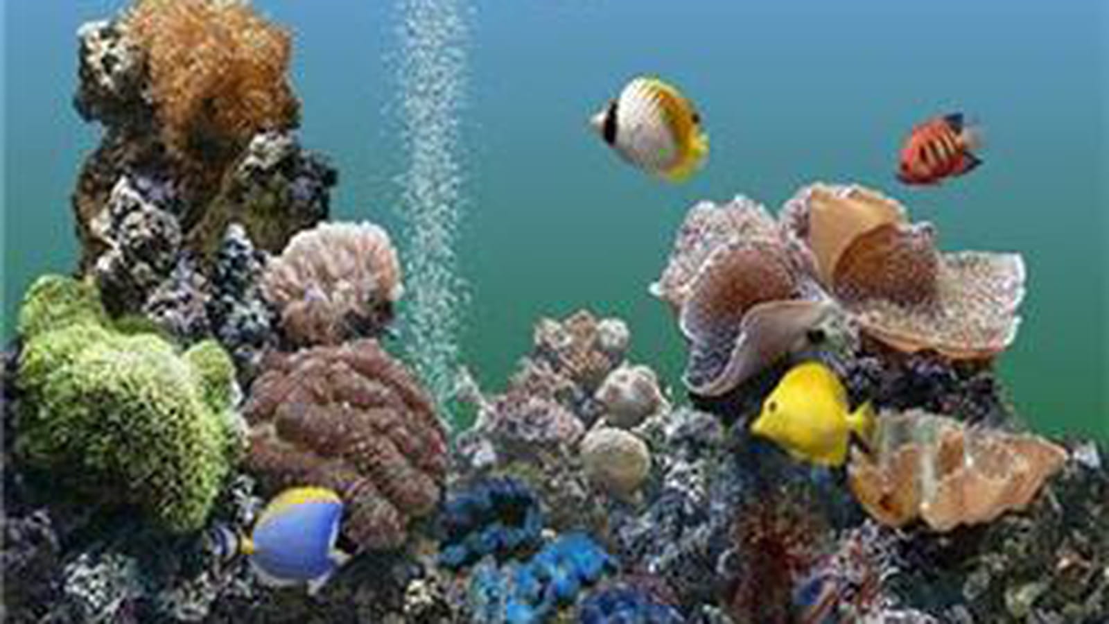 Marine Aquarium