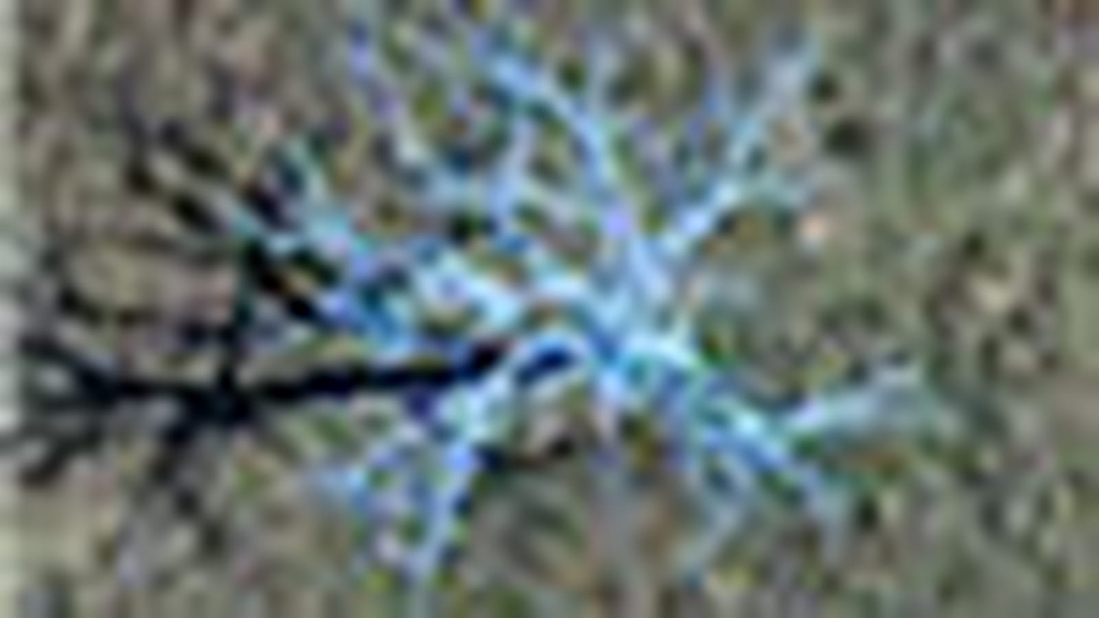 Arbre bleu