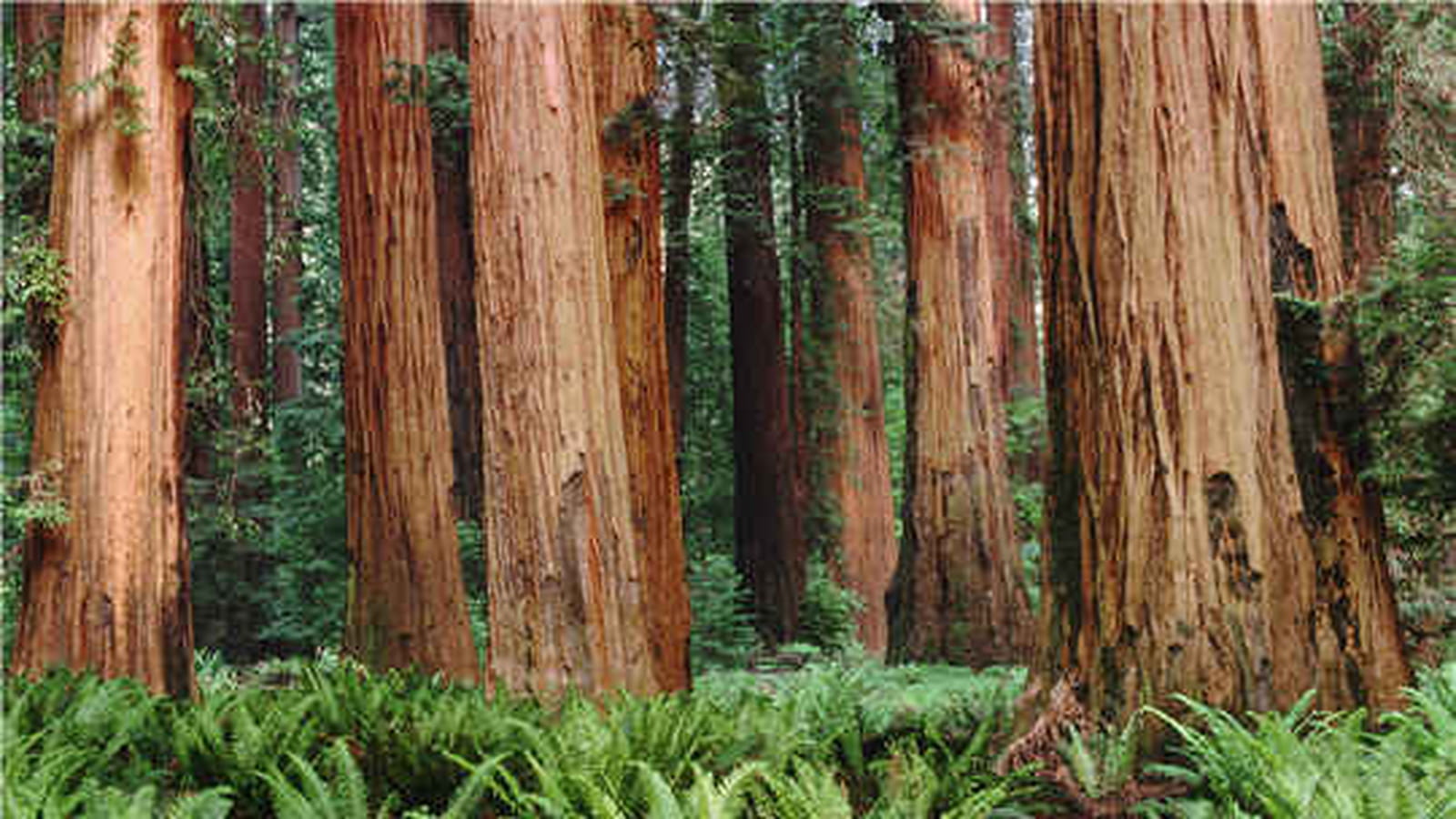 Des sequoias ?