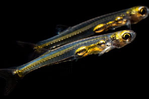 Ce minuscule poisson de 10&nbsp;millim&egrave;tres fait plus de bruit qu'un avion au d&eacute;collage