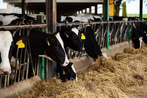 Les agriculteurs veulent augmenter leurs prix pour compenser la chute de 8% de leur production