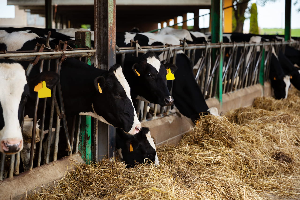 Les agriculteurs veulent augmenter leurs prix pour compenser la chute de 8% de leur production