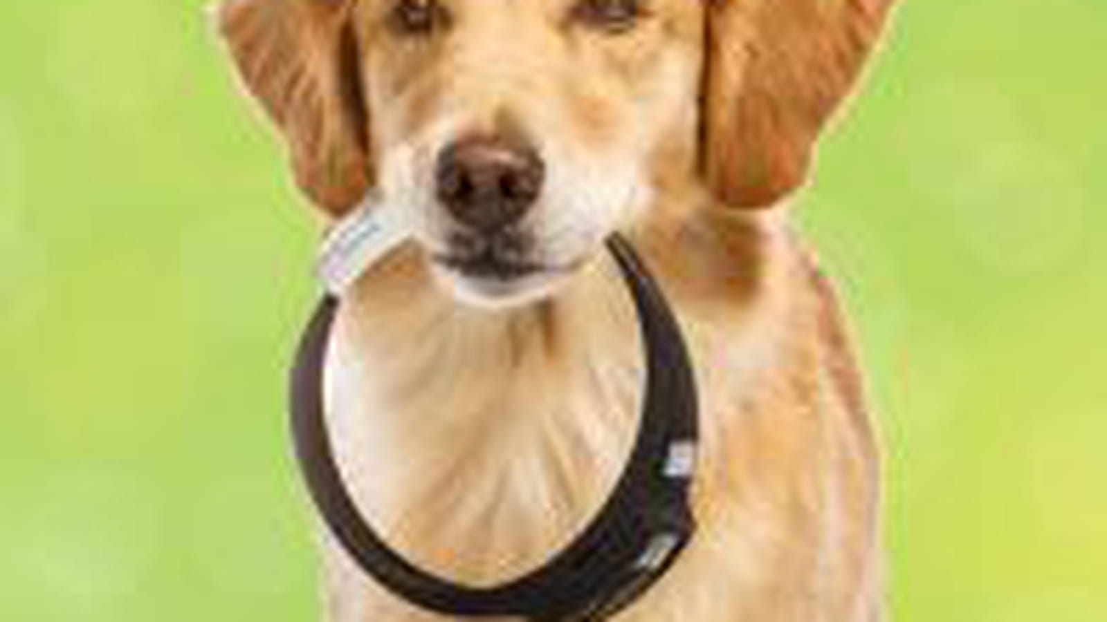 Collier pour chien