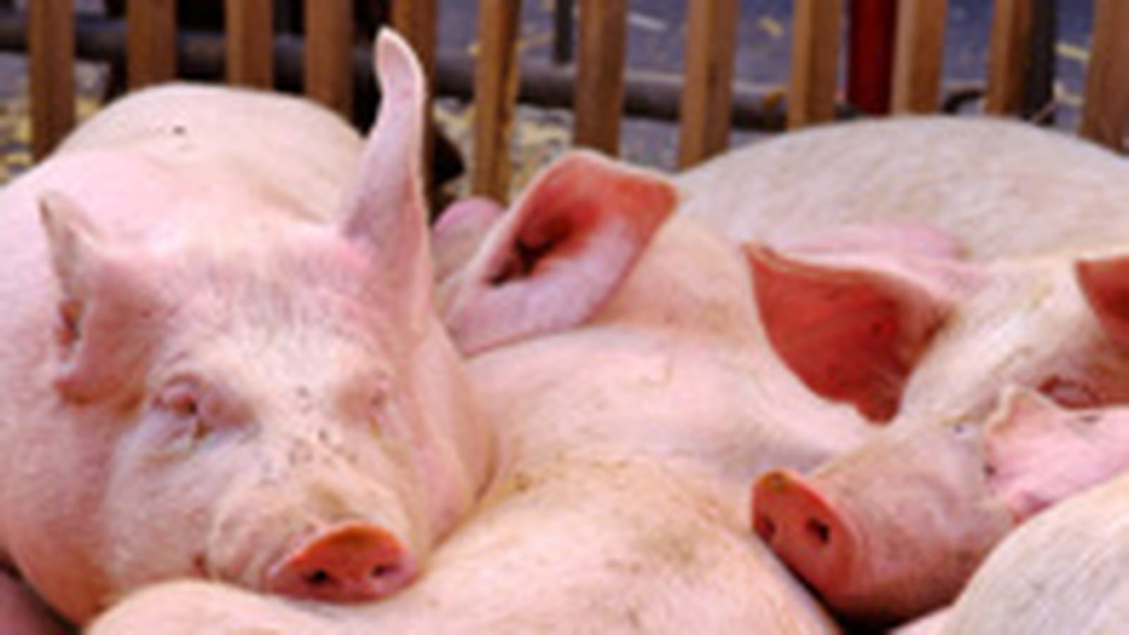 Viande porcine