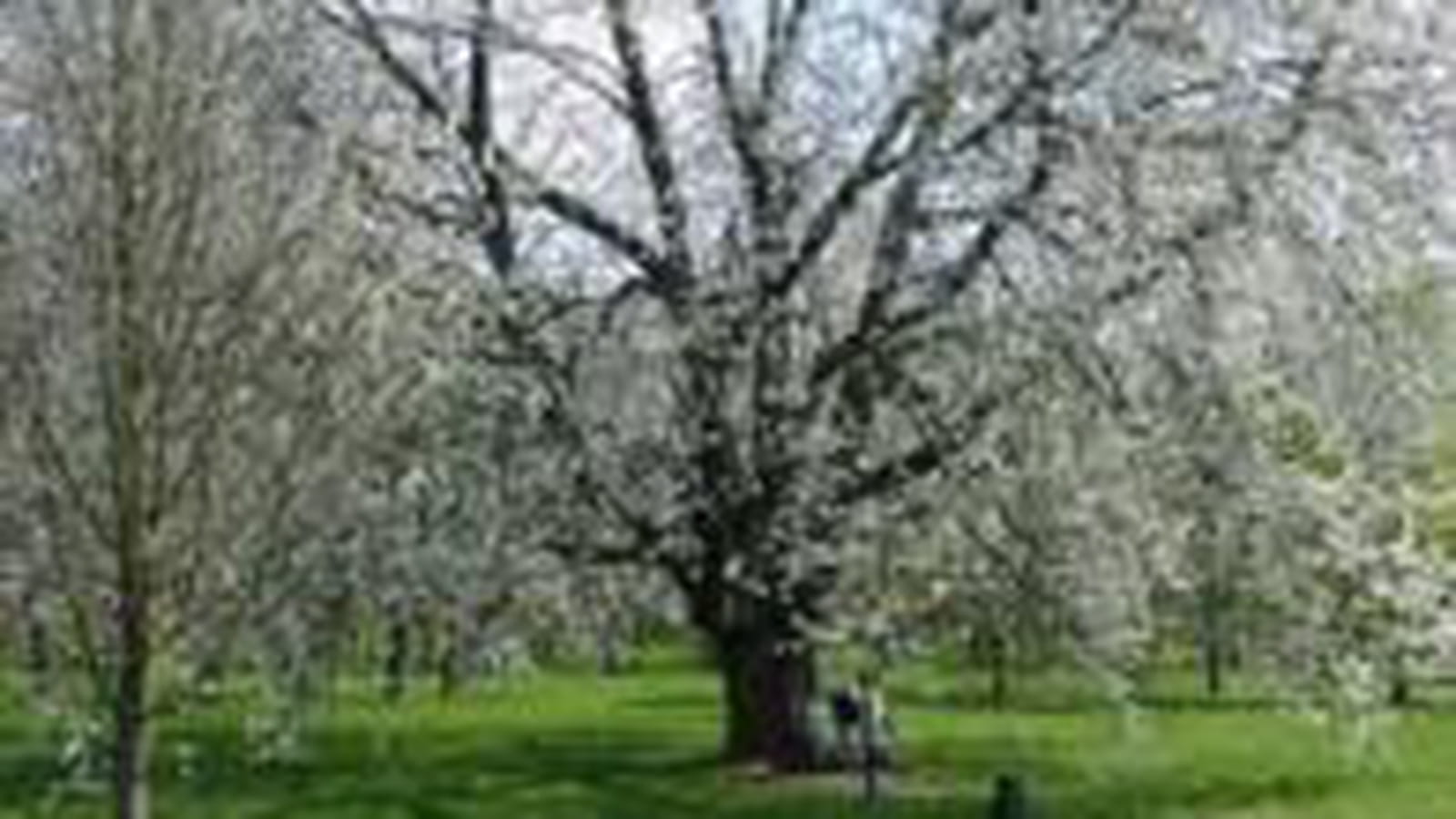 Le Chesnay