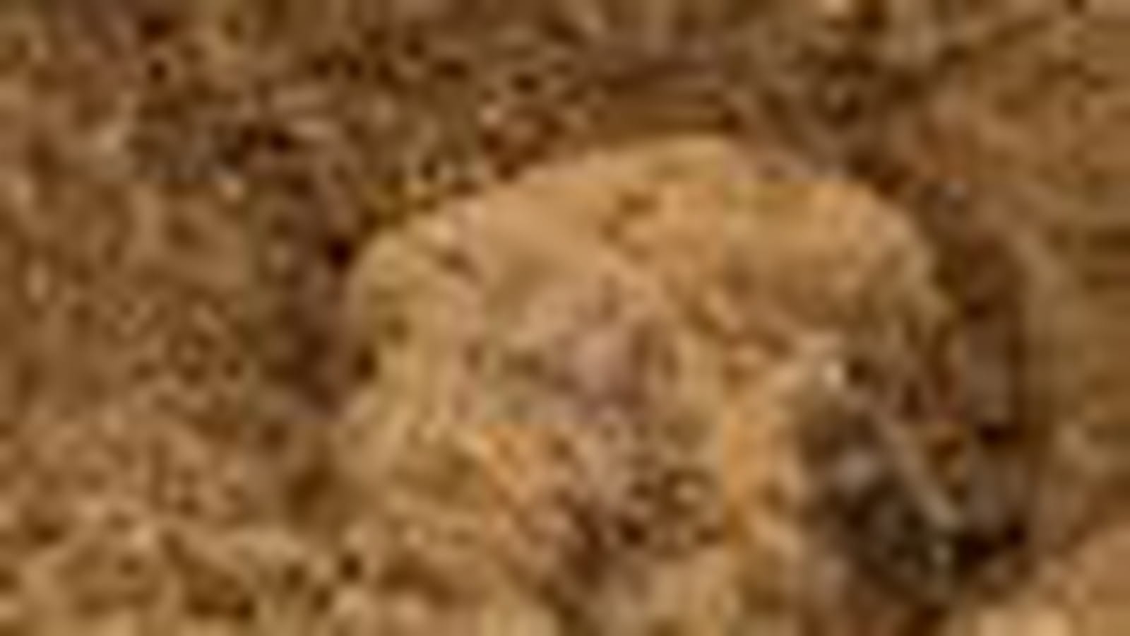 Truffes