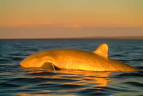 Les whales influencent-elles trop le march&eacute; crypto&nbsp;?