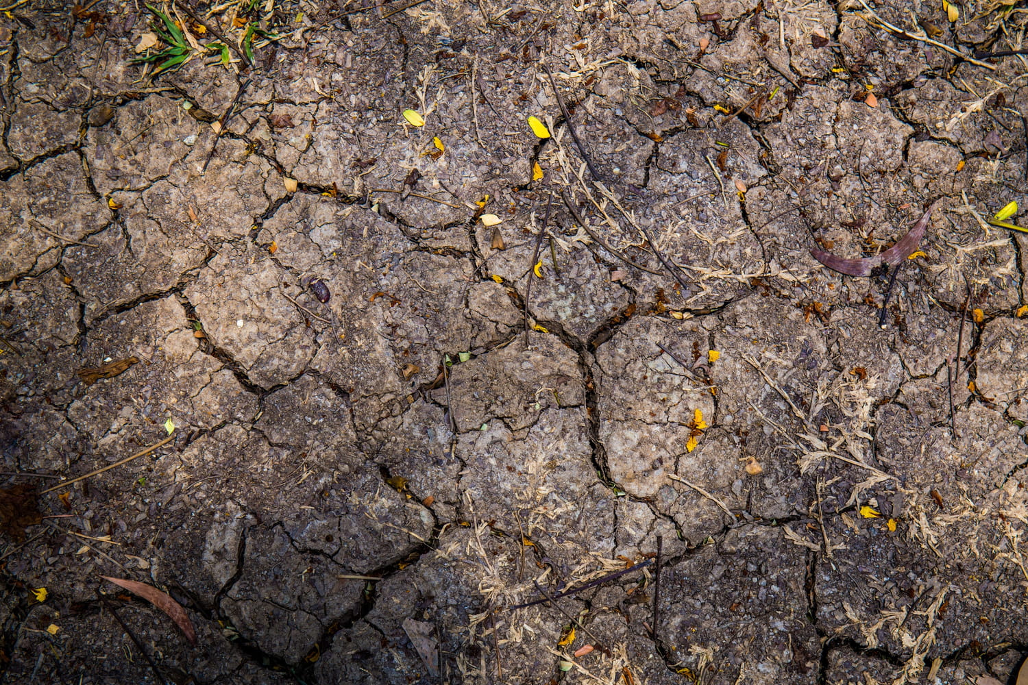 Les trois vagues de canicule en France en 2026 font peser un risque baissier sur la croissance