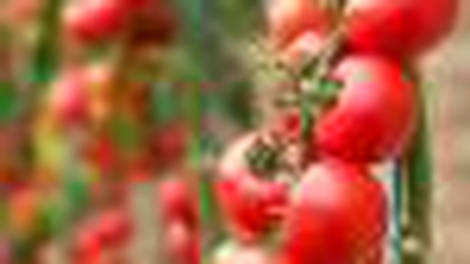 tomate