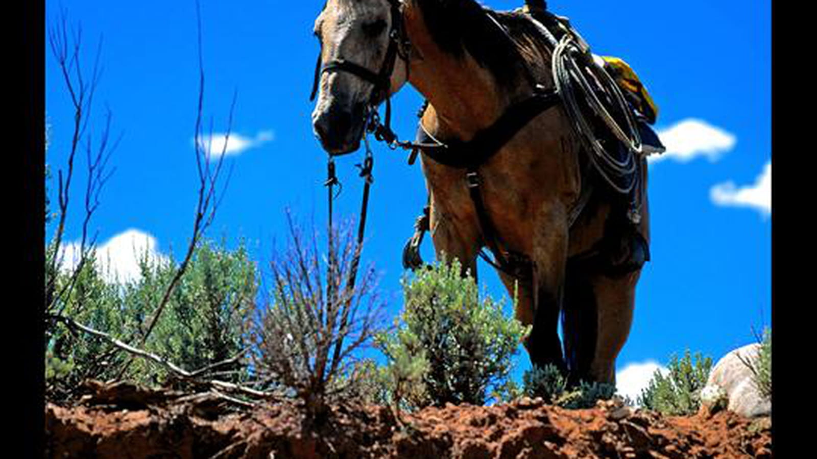 Chevaux sauvages ou dressés